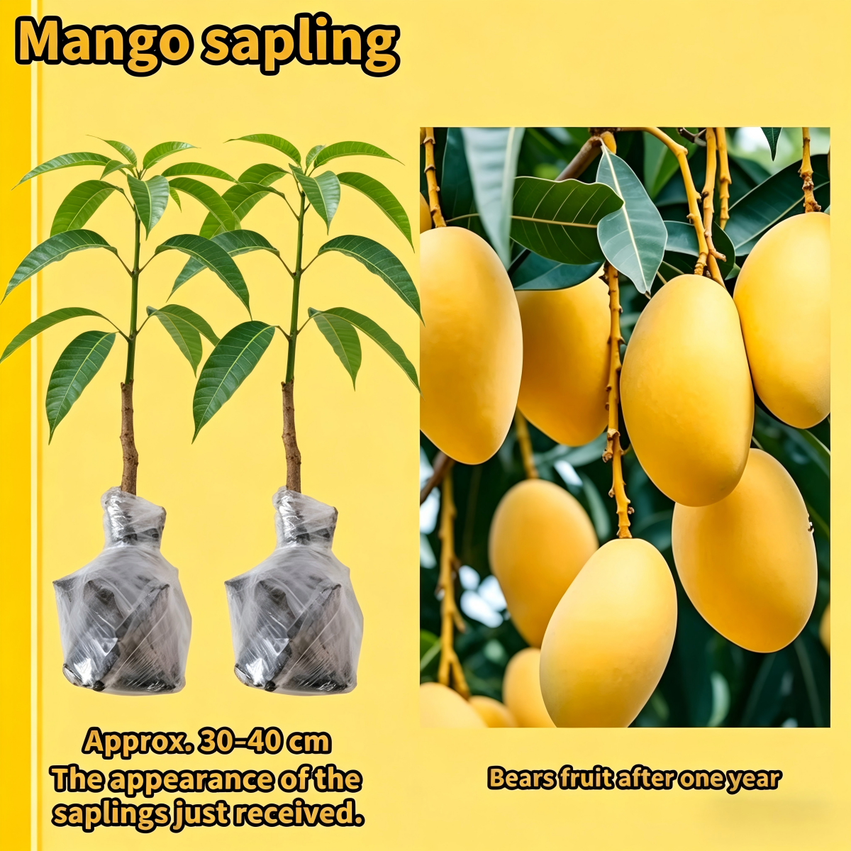 🏆75K+ SOLD!🥭Mango Tree Sapling | Tropical Homegrown Fruit | Sturdy & Vigorous Growth