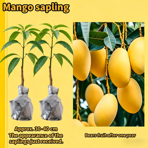 🏆75K+ SOLD!🥭Mango Tree Sapling | Tropical Homegrown Fruit | Sturdy & Vigorous Growth