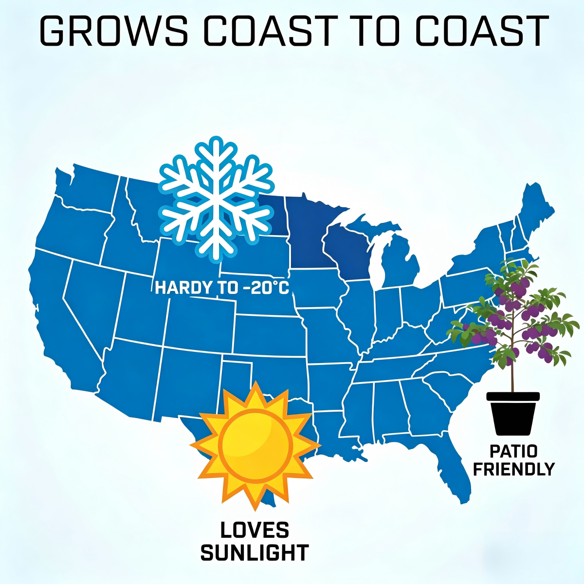 🏆75K+ SOLD!🥭Mango Tree Sapling | Tropical Homegrown Fruit | Sturdy & Vigorous Growth