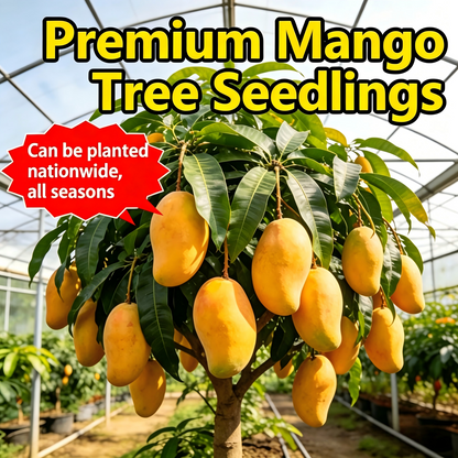 🏆75K+ SOLD!🥭Mango Tree Sapling | Tropical Homegrown Fruit | Sturdy & Vigorous Growth