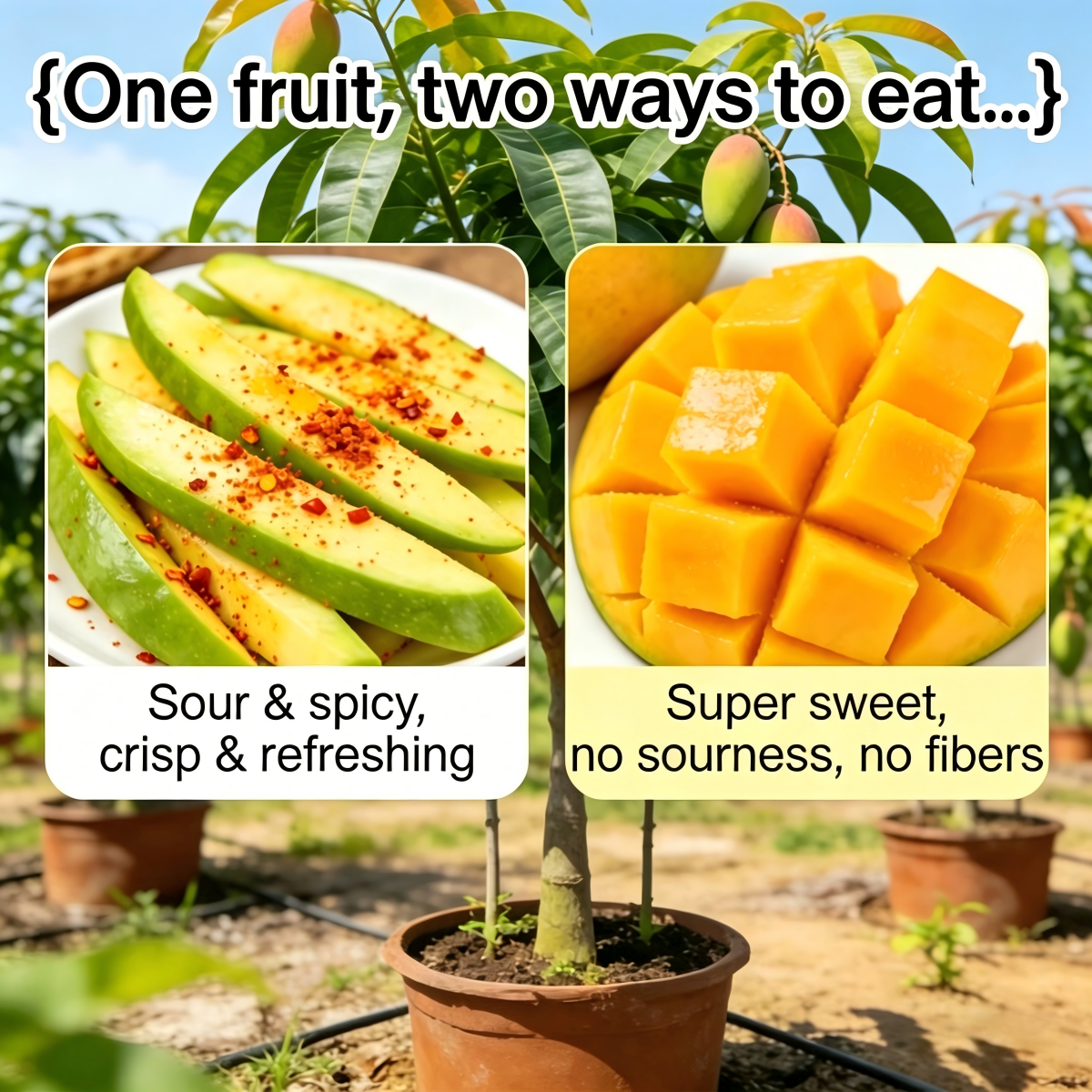 🏆75K+ SOLD!🥭Mango Tree Sapling | Tropical Homegrown Fruit | Sturdy & Vigorous Growth