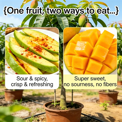🏆75K+ SOLD!🥭Mango Tree Sapling | Tropical Homegrown Fruit | Sturdy & Vigorous Growth