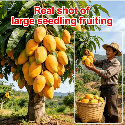 🏆75K+ SOLD!🥭Mango Tree Sapling | Tropical Homegrown Fruit | Sturdy & Vigorous Growth