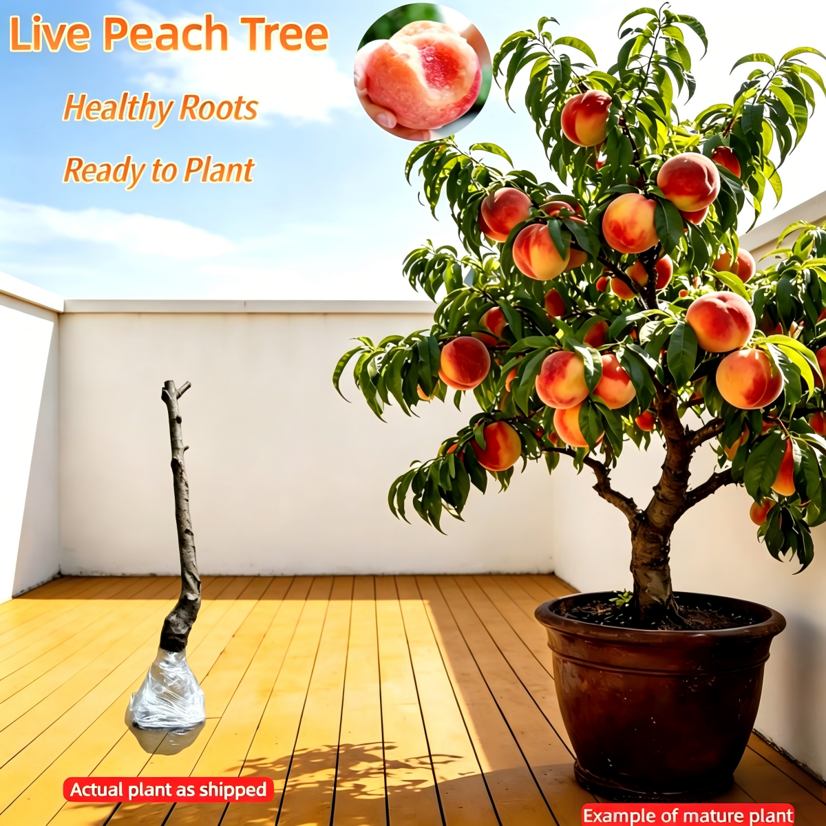 LIMITED TIME: Grafted Peach Tree Sapling-Bears Sweet Honey Peaches in 1 Year