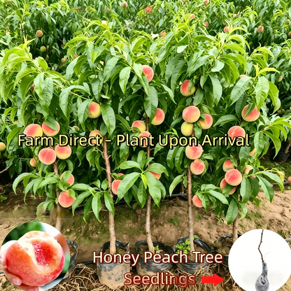 LIMITED TIME: Grafted Peach Tree Sapling-Bears Sweet Honey Peaches in 1 Year